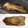 Conistra rubiginosa